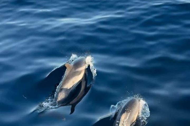 Two dolphins swimming in clear blue ocean water.